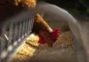 Курятина стала лидером по росту цен на российском рынке мяса Курица